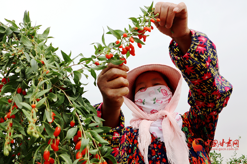 【小康圆梦·看凯发k8】临泽：小小枸杞富了口袋 绿了戈壁